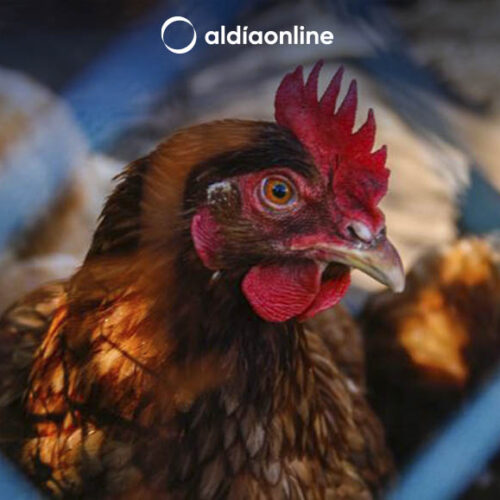 AGROCALIDAD TRABAJA EN CONTENER GRIPE AVIAR Y NO GENERAR MÁS PÉRDIDAS EN EL SECTOR AVÍCOLA. (VIDEO)