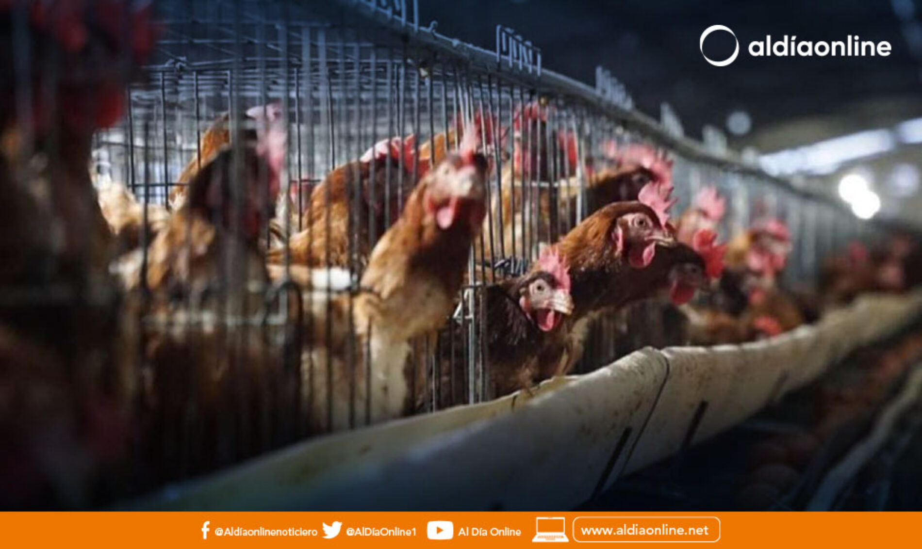 NUEVO CASO DE INFLUENZA AVIAR EN LA PROVINCIA DE COTOPAXI