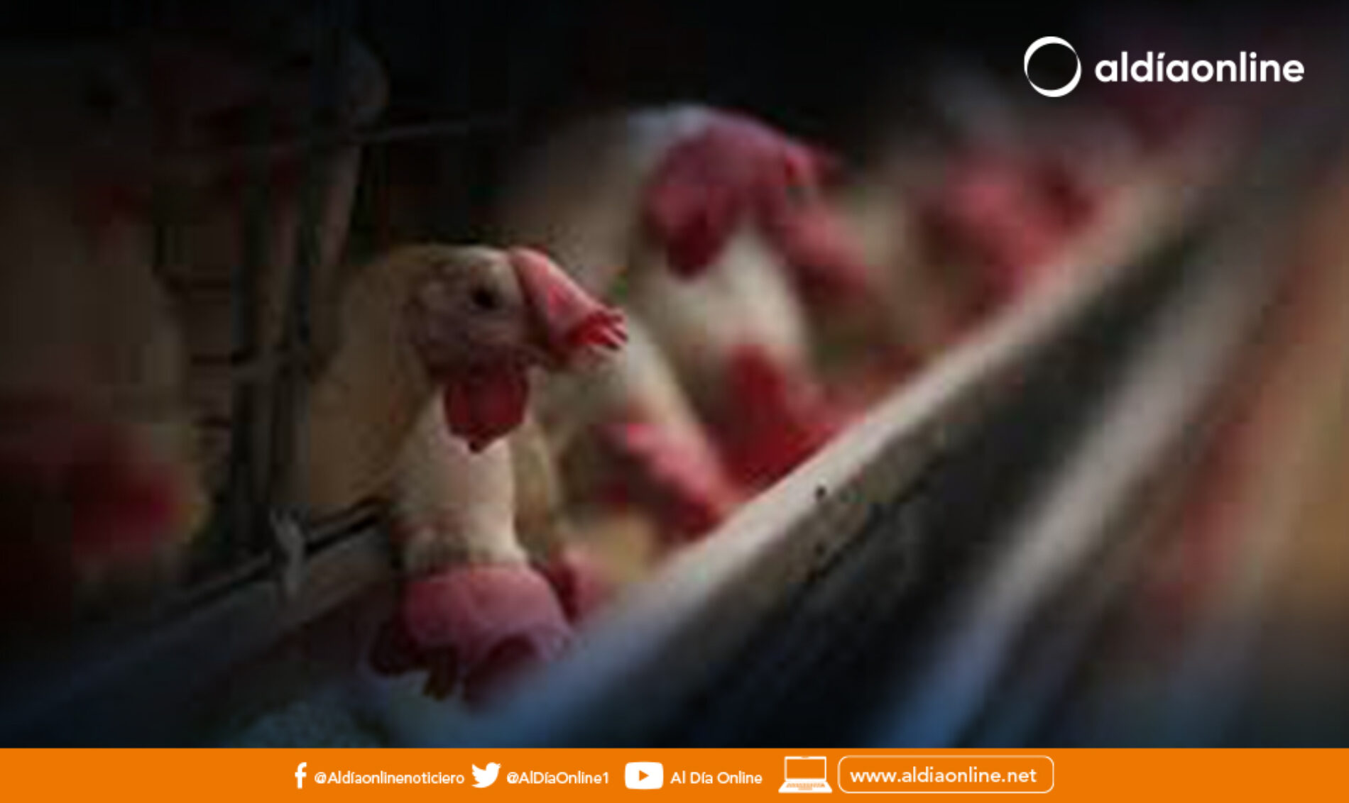 180 MIL AVES SE DIERON DE BAJA CUMPLIENDO PROCEDIMIENTOS TÉCNICOS EN COTOPAXI