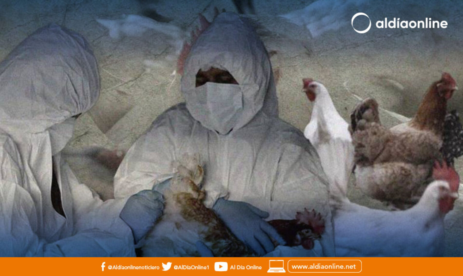 NUEVO CASO DE INFLUENZA AVIAR EN LA PROVINCIA DE COTOPAXI