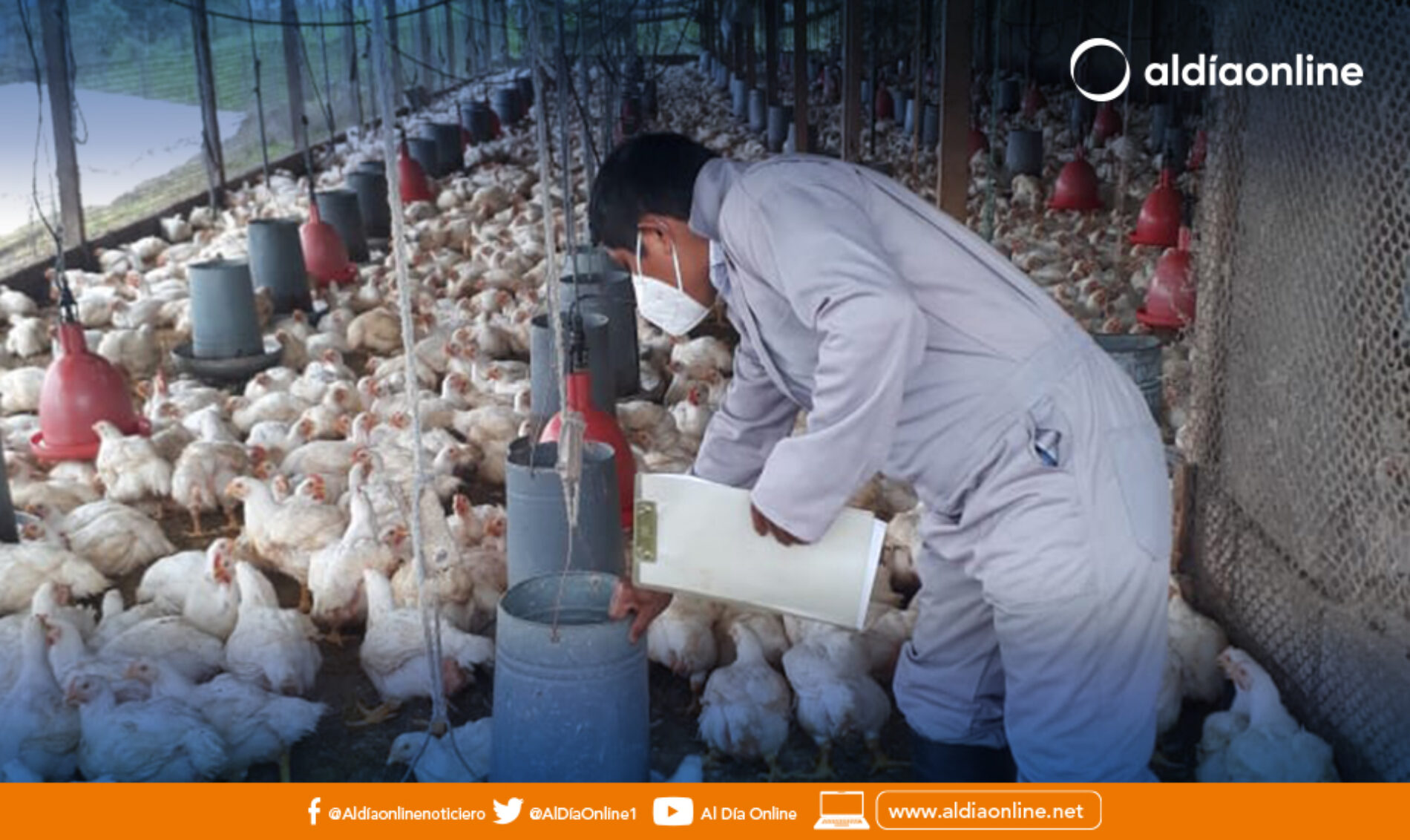180 MIL AVES SE DIERON DE BAJA CUMPLIENDO PROCEDIMIENTOS TÉCNICOS EN COTOPAXI