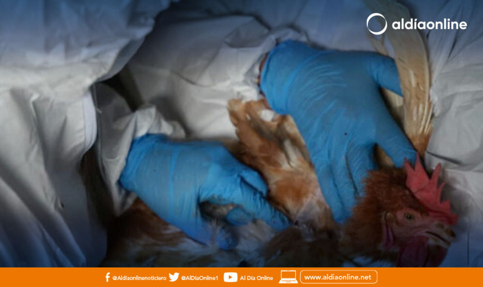 NUEVO CASO DE INFLUENZA AVIAR EN LA PROVINCIA DE COTOPAXI