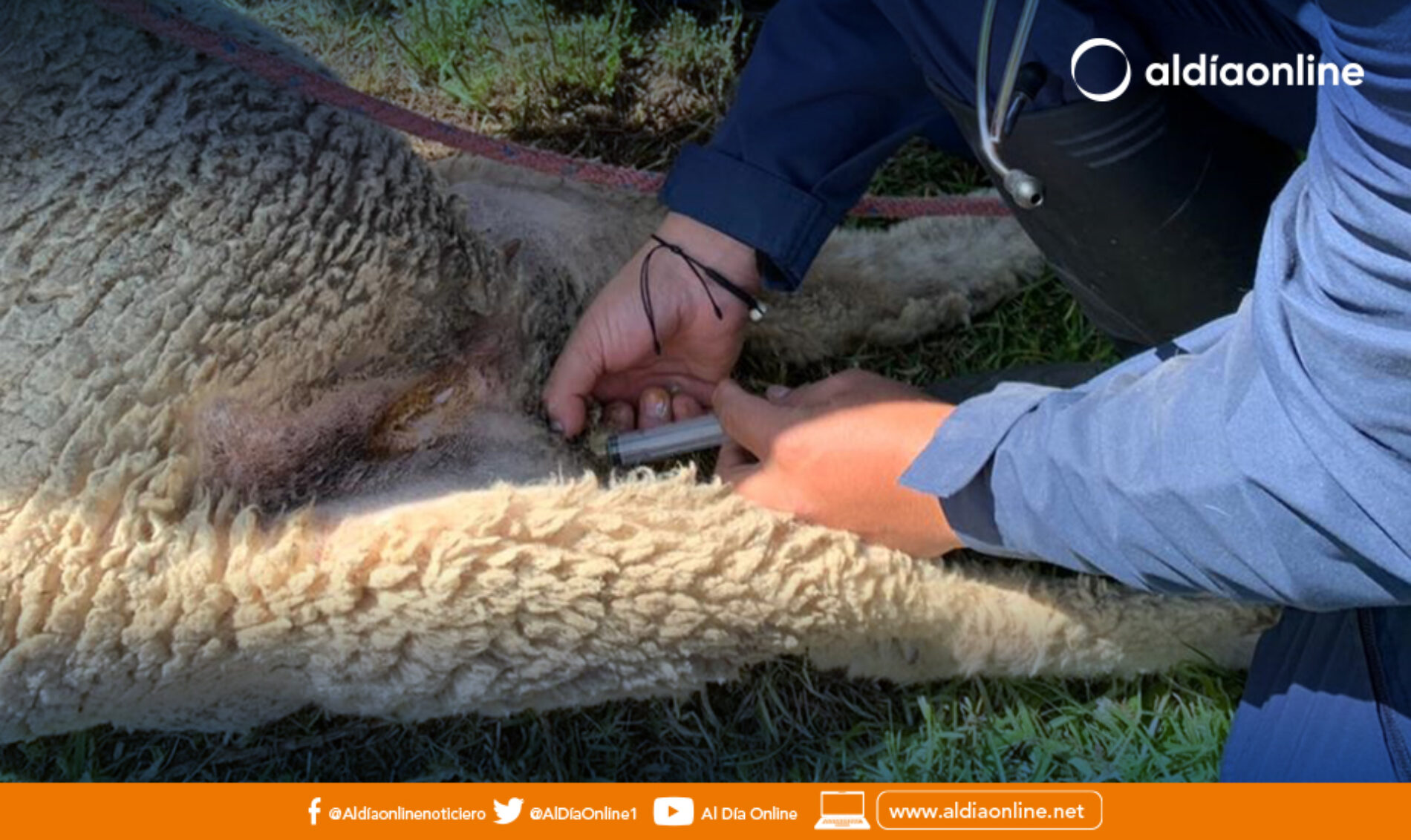 MAG CAPACITA A ESTUDIANTES DE UDLA EN MANEJO DE CAMÉLIDOS, OVINOS Y BOVINOS