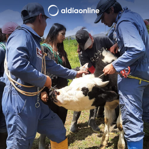 MAG CAPACITA A ESTUDIANTES DE UDLA EN MANEJO DE CAMÉLIDOS, OVINOS Y BOVINOS
