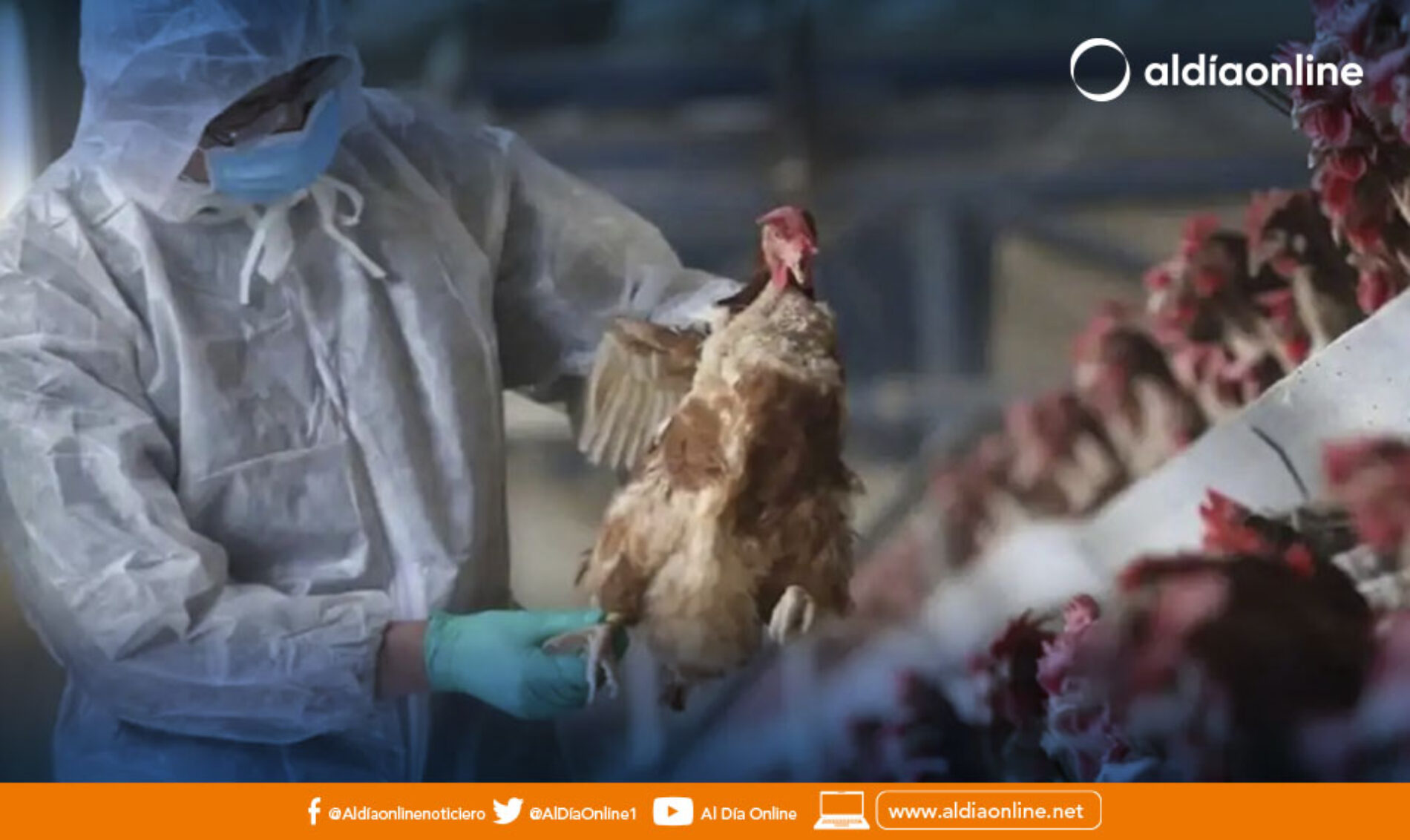 CERCA DE 900 MIL AVES DE COTOPAXI AFECTADAS POR VIRUS DE INFLUENZA AVIAR. (VIDEO)