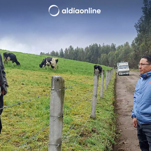 CAÍDA DE CENIZA DEL COTOPAXI AFECTA A GANADO DE LA PROVINCIA, VARIAS ACCIONES SE HAN EJECUTADO. (VIDEO)