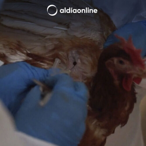 AGROCALIDAD ESPERA PODER INICIAR LA SIGUIENTE SEMANA CON LA VACUNACIÓN CONTRA LA INFLUENZA AVIAR. (VIDEO)