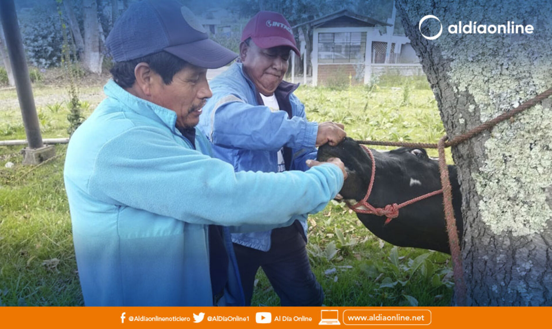 CAMPAÑAS DE DESPARASITACIÓN, APLICACIÓN DE VITAMINAS Y CHEQUEOS GINECOLÓGICOS A BOVINOS EN COTOPAXI