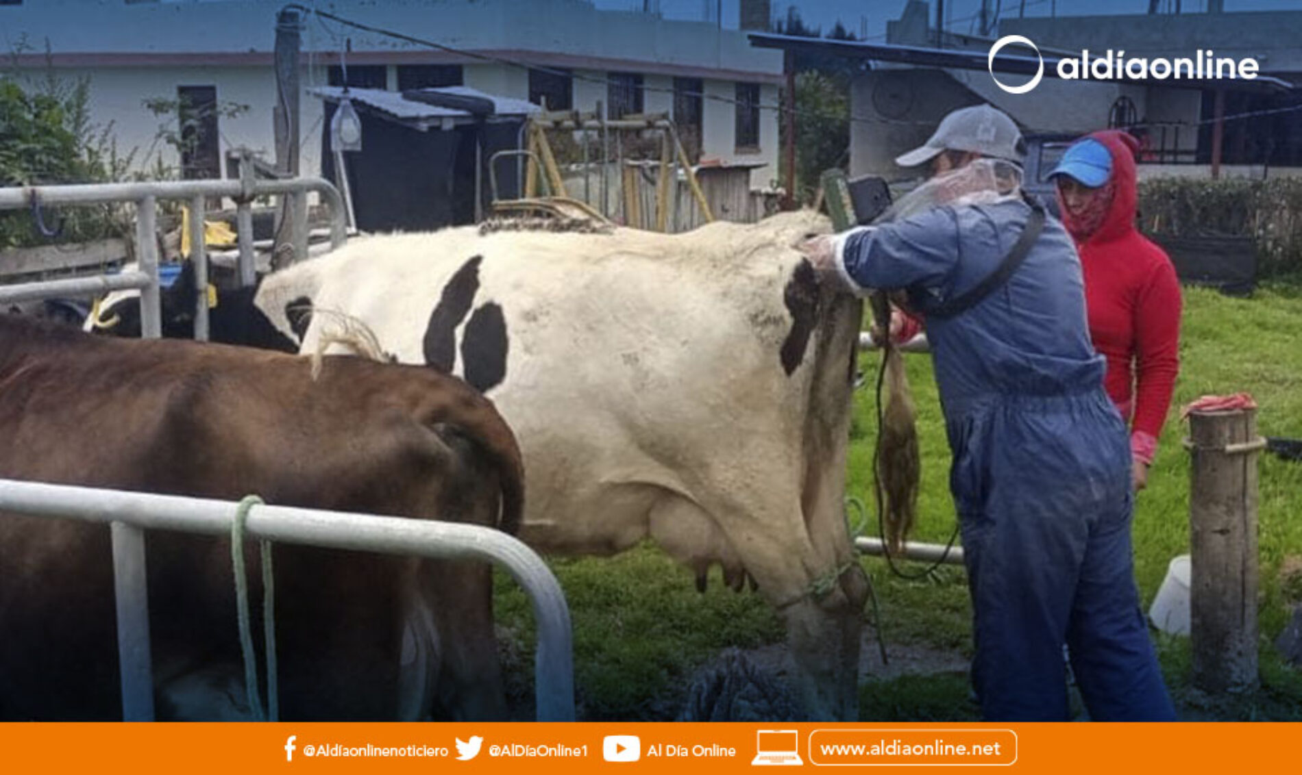 CAMPAÑAS DE DESPARASITACIÓN, APLICACIÓN DE VITAMINAS Y CHEQUEOS GINECOLÓGICOS A BOVINOS EN COTOPAXI