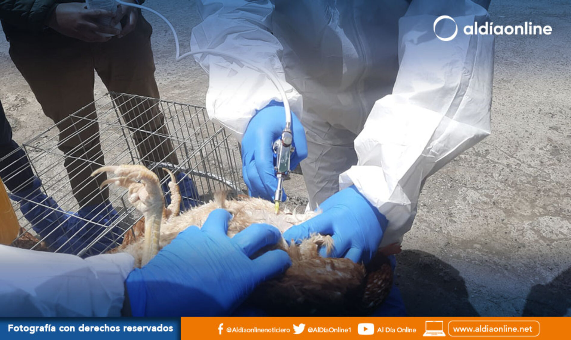 EN COTOPAXI INICIÓ EL PROCESO DE VACUNACIÓN CONTRA LA INFLUENZA AVIAR. (VIDEO)