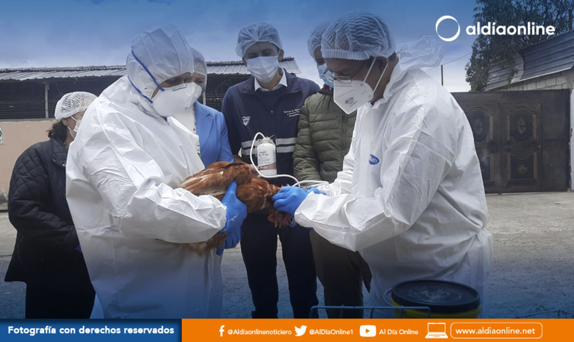 EN COTOPAXI INICIÓ EL PROCESO DE VACUNACIÓN CONTRA LA INFLUENZA AVIAR. (VIDEO)