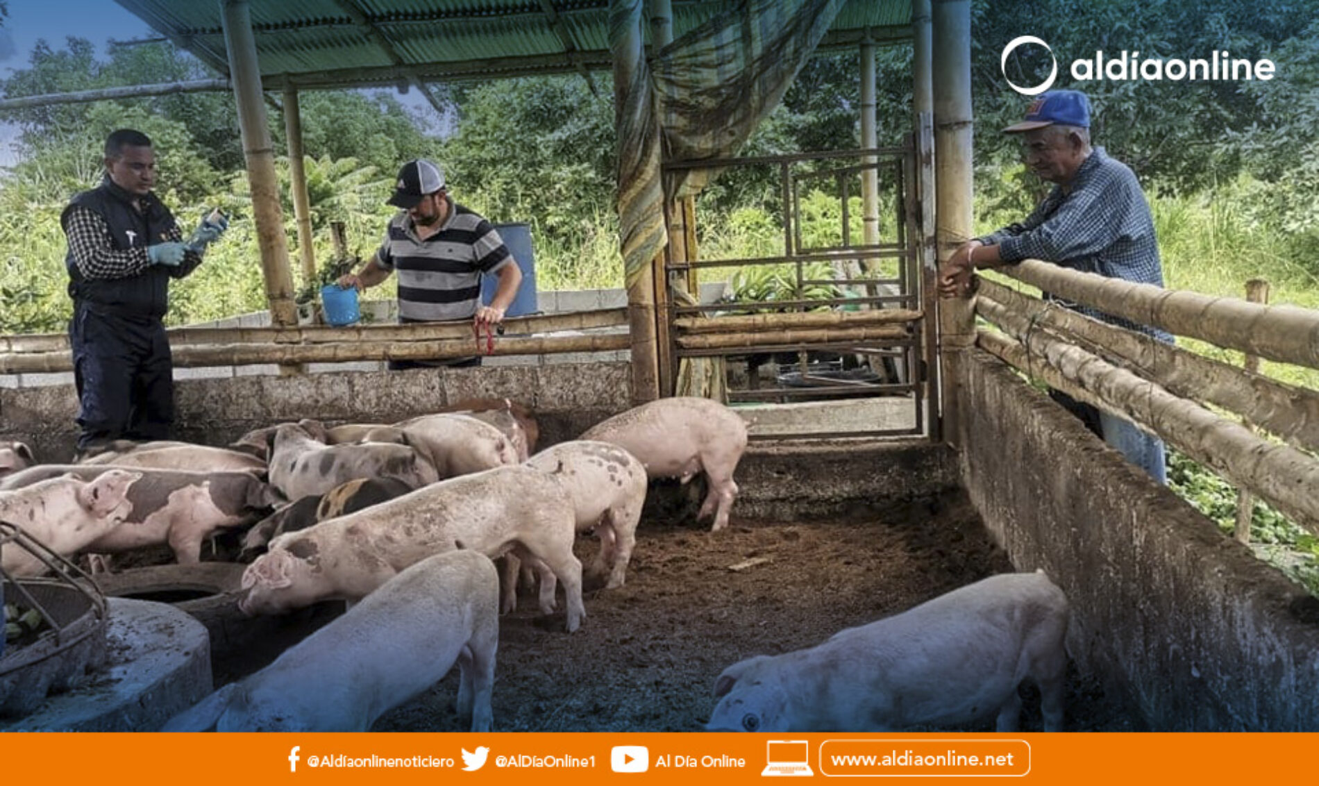 MAG DESPARASITA Y ENTREGA VITAMINAS PARA MÁS DE 300 PORCINOS DE LA MANÁ