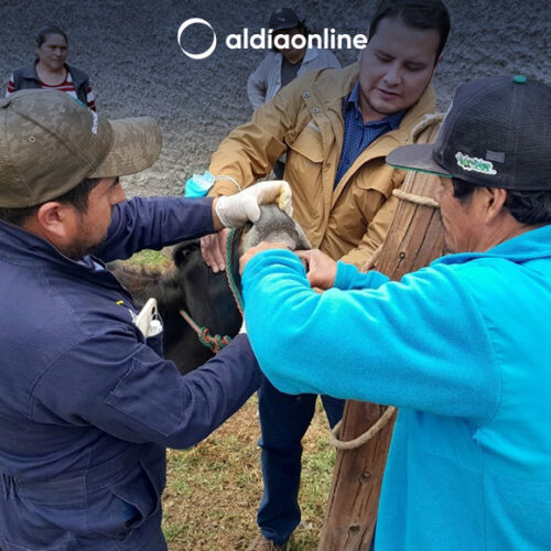 MAG ATIENDE A MÁS DE 1.200 ENTRE BOVINOS Y OVINOS DE DIFERENTES PARROQUIAS DE  COTOPAXI