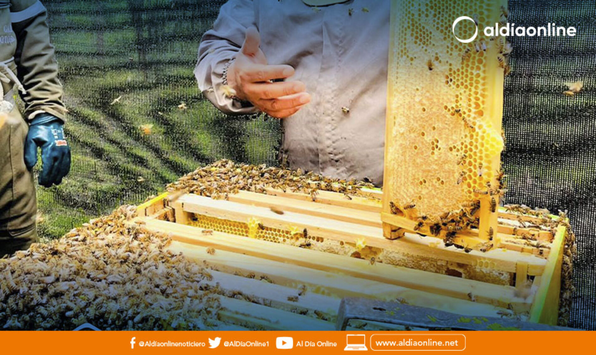 50 APICULTORES FUERON PARTICIPES DE TALLER DEDICADO A ESTE SECTOR POR PARTE DE LA PREFECTURA DE COTOPAXI. (VIDEO)