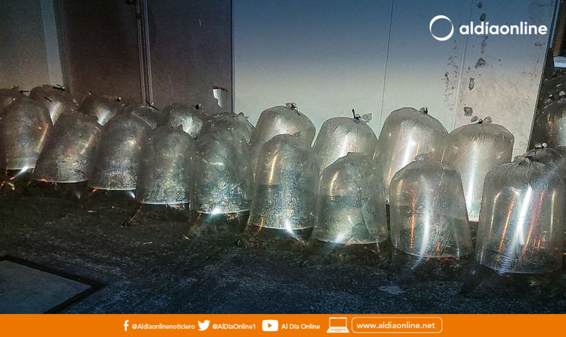 MIPRO Y MAG ENTREGAN 150 MIL ALEVINES DE TRUCHA EN PANGUA