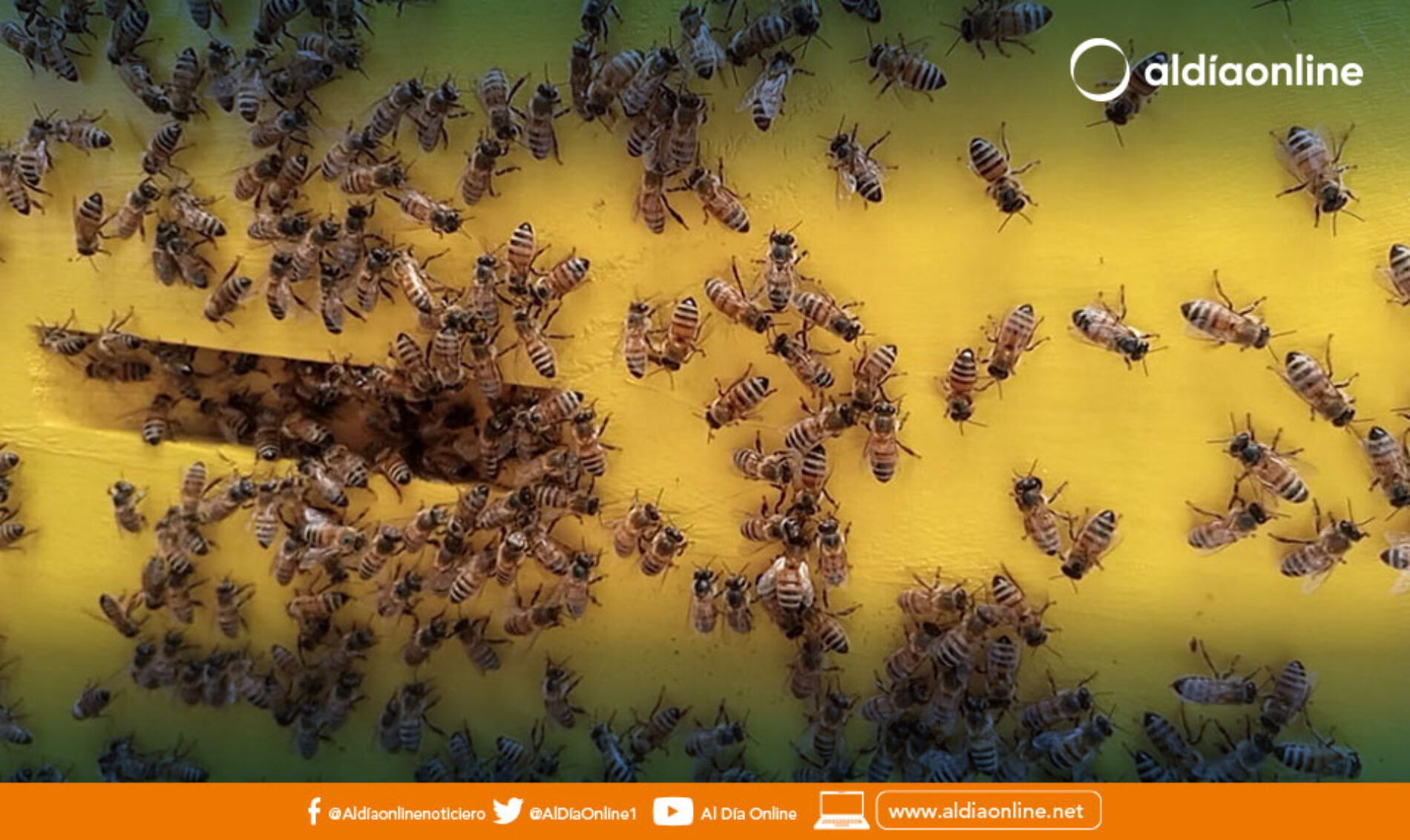 MAG ORGANIZÓ DÍA DE CAMPO CON PRODUCTORES APÍCOLAS DE COTOPAXI