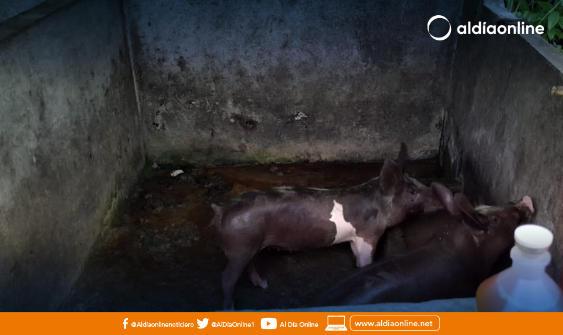 AGROCALIDAD COTOPAXI FINALIZÓ VACUNACIÓN DE PORCINOS CONTRA GRIPE PORCINA CLÁSICA. (VIDEO)
