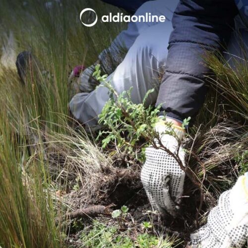 REFORESTAN ZONAS DE SAQUISILÍ CON PLANTACIÓN DE MÁS DE 6 MIL ÁRBOLES