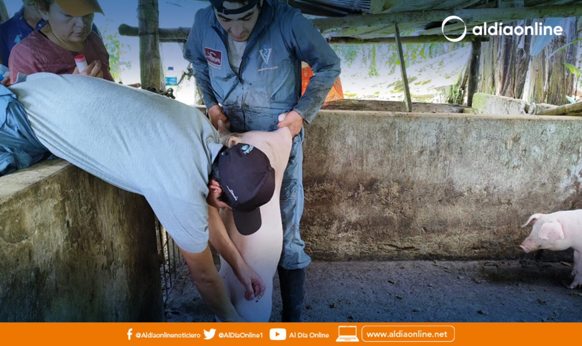 MAG COTOPAXI Y UDLA TRANSFORMAN LA SALUD PORCINA EN LA MANÁ