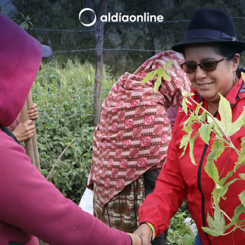 PREFECTA DE COTOPAXI DONÓ 4000 PLANTAS NATIVAS EN CUSUBAMBA