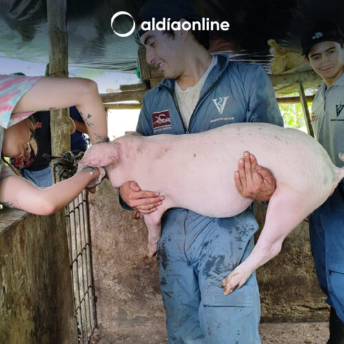 MAG COTOPAXI Y UDLA TRANSFORMAN LA SALUD PORCINA EN LA MANÁ