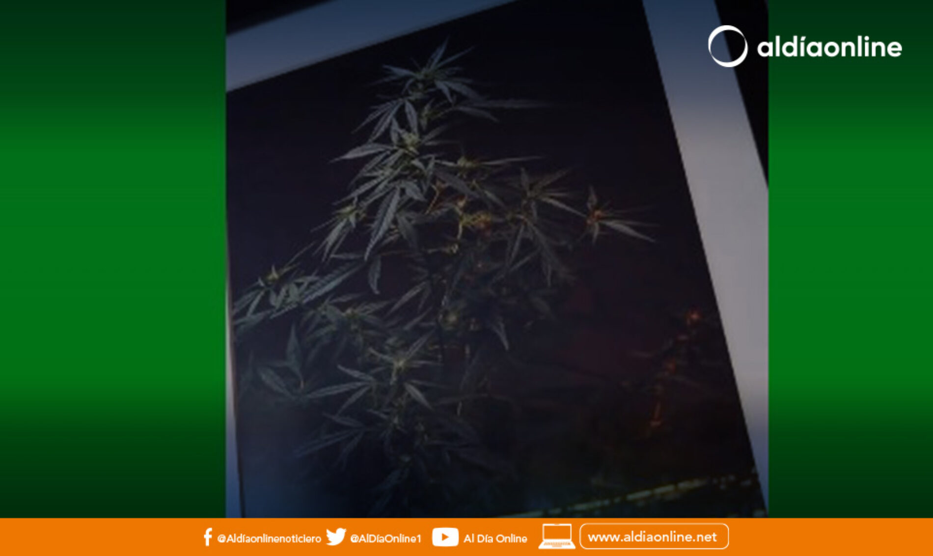EN COTOPAXI SE CULTIVA CANNABIS PARA MEDICINA NO PSICOACTIVO.(VIDEO)