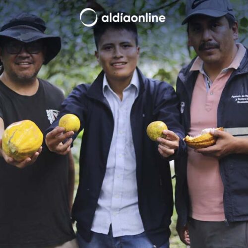 LA UNIVERSIDAD TÉCNICA DE COTOPAXI Y AGROCALIDAD TRABAJAN JUNTOS EN EL MONITOREO DE LA MOSCA DE LA FRUTA EN LA PROVINCIA DE COTOPAXI