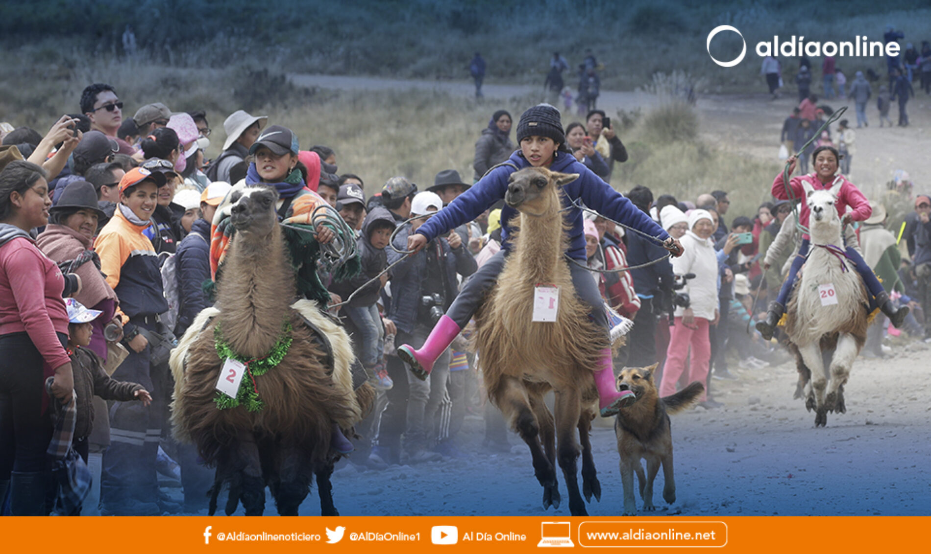 DIRECCIÓN DE DESARROLLO SOCIAL DEL GADMIC SAQUISILÍ ORGANIZA CARRERA DE LLAMIGOS EN LA PARROQUIA COCHAPAMBA