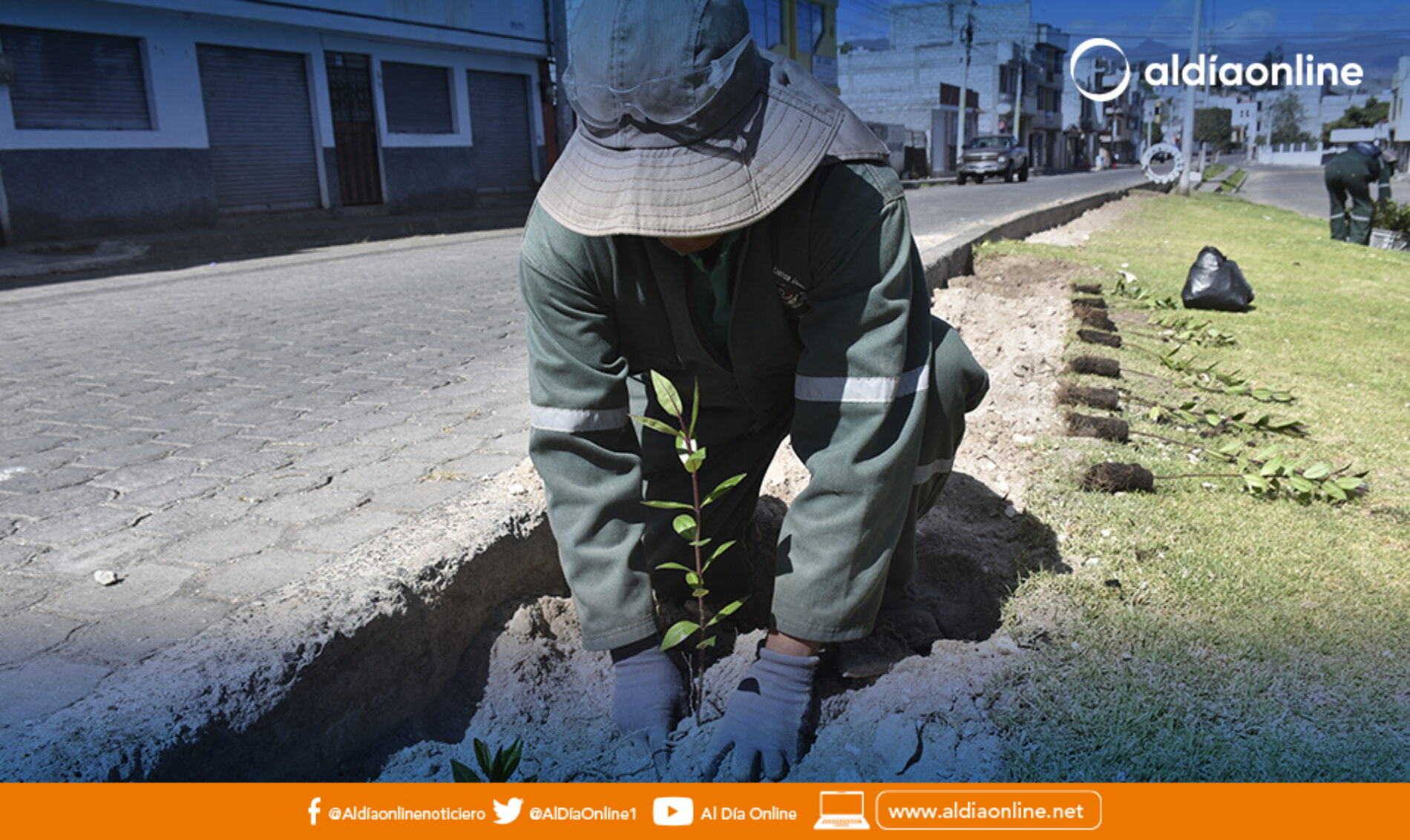 PLANTAS ORNAMENTALES ENVERDECERÁN Y LLENARÁN DE COLOR LA AVENIDA 19 DE SEPTIEMBRE