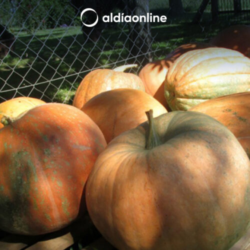 DIÁLOGO DE ALCALDES DE SAQUISILÍ Y SIGCHOS BENEFICIA A PRODUCTORES ZAPALLEROS (VIDEO)