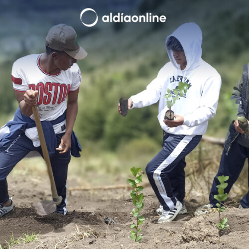 REFORESTACIÓN EFECTUARON ESTUDIANTES DE UNIDAD VÁSCONEZ CUVI EN COMUNIDAD POTRERILLOS EN EL PUTZALAHUA