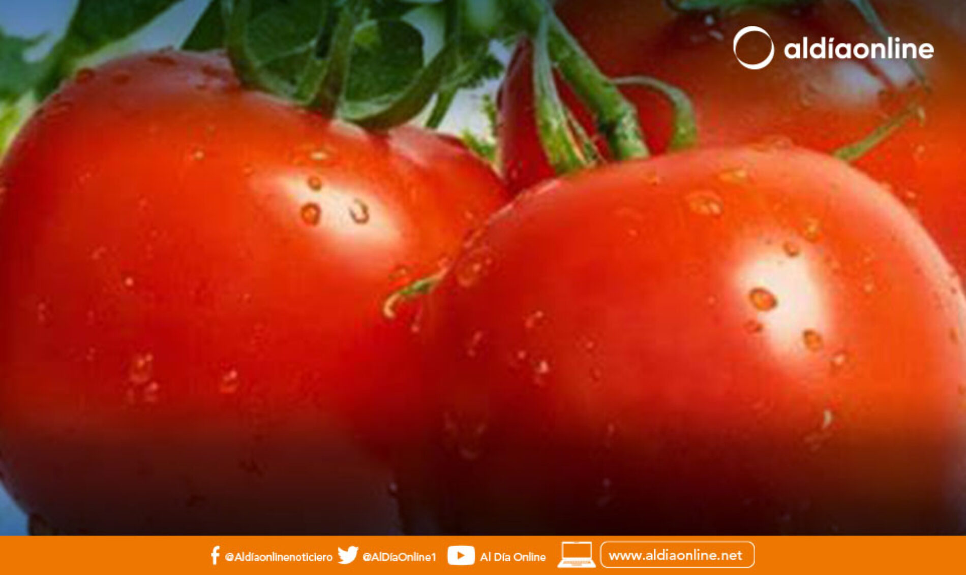 CIENTÍFICOS HABLAN DE LO SALUDABLE QUE ES EL TOMATE QUE PREVIENE ENFERMEDADES