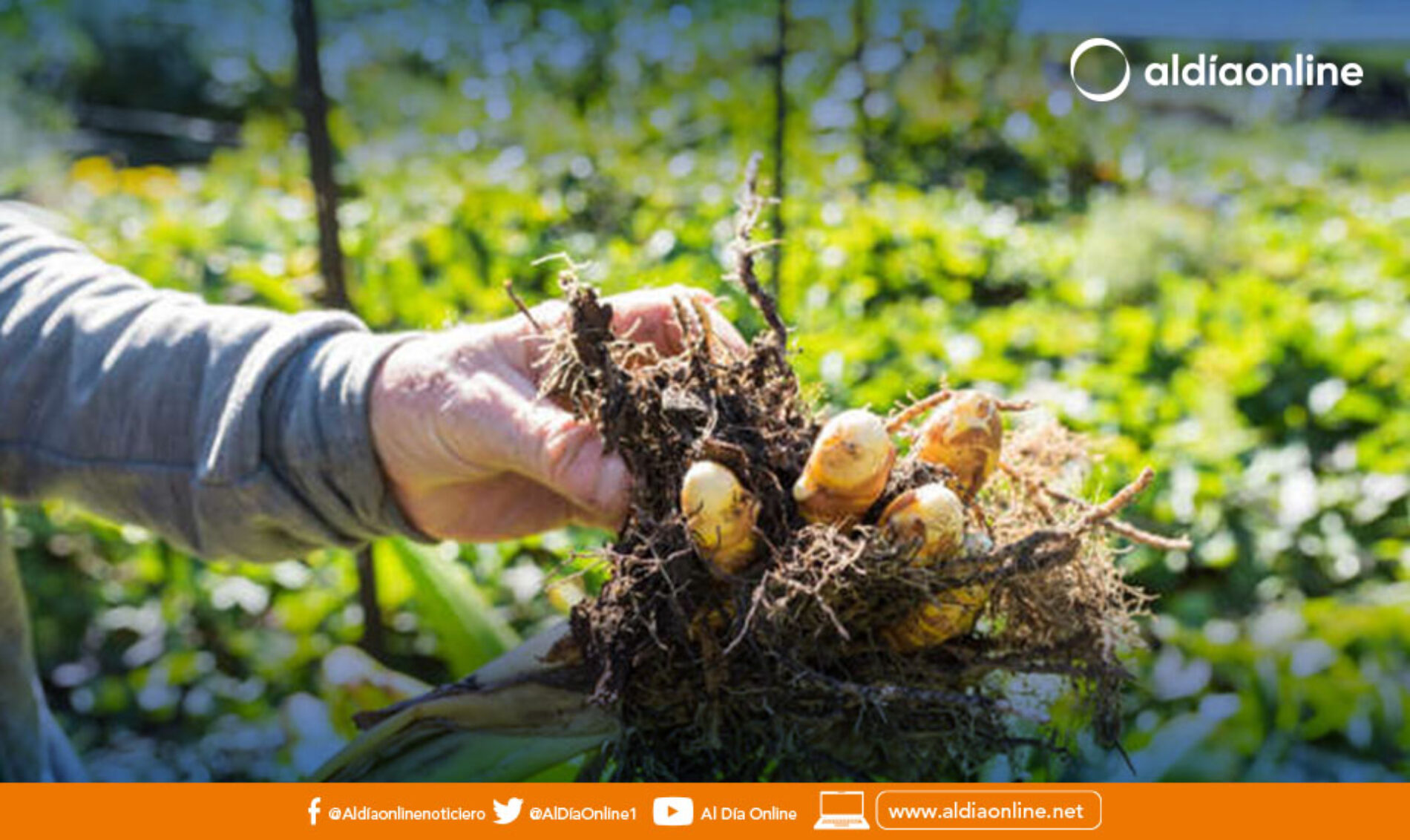 ¿CUÁLES SON LOS BENEFICIOS DE LA CÚRCUMA?