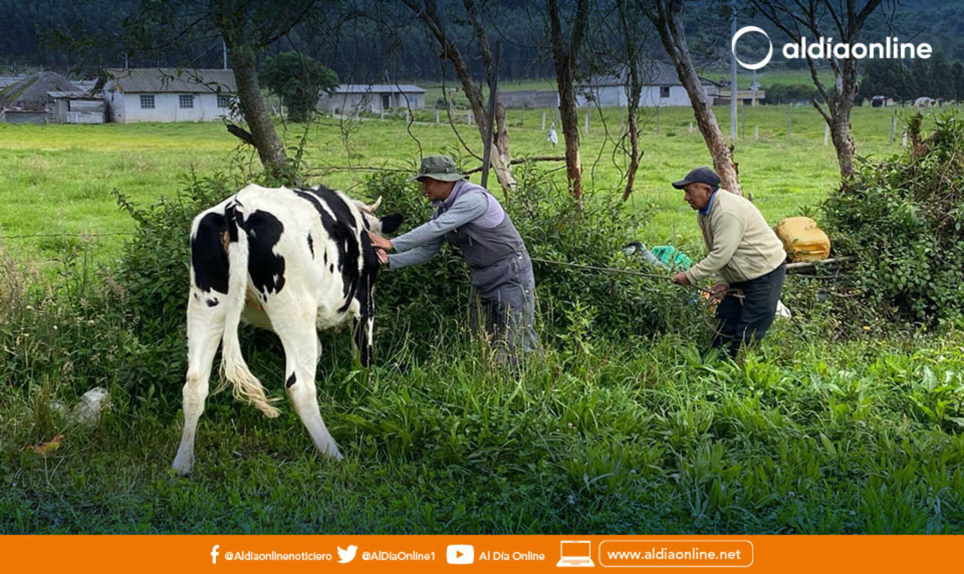 MAG EJECUTA CAMPAÑAS DE DESPARASITACIÓN Y VITAMINIZACIÓN DE 2.140 ANIMALES EN COTOPAXI
