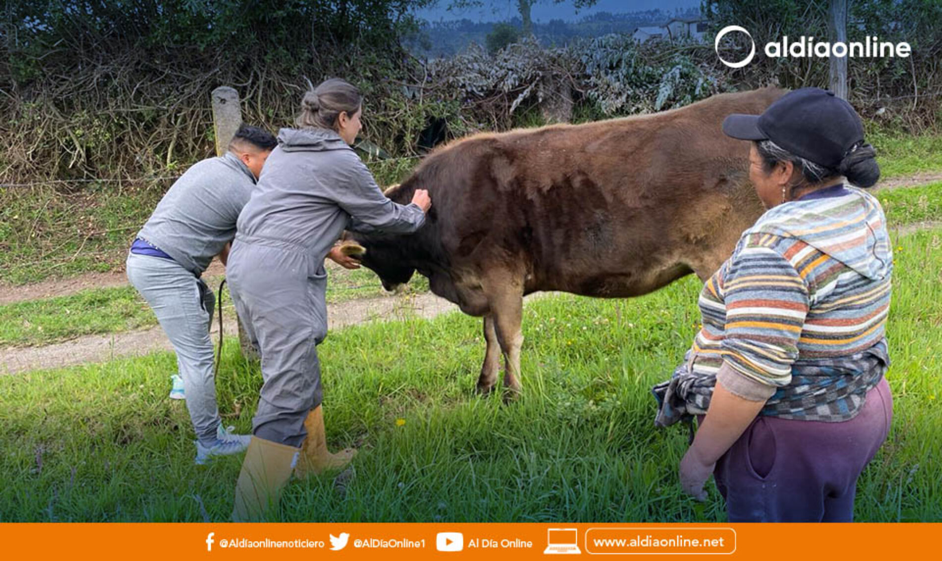 MAG EJECUTA CAMPAÑAS DE DESPARASITACIÓN Y VITAMINIZACIÓN DE 2.140 ANIMALES EN COTOPAXI