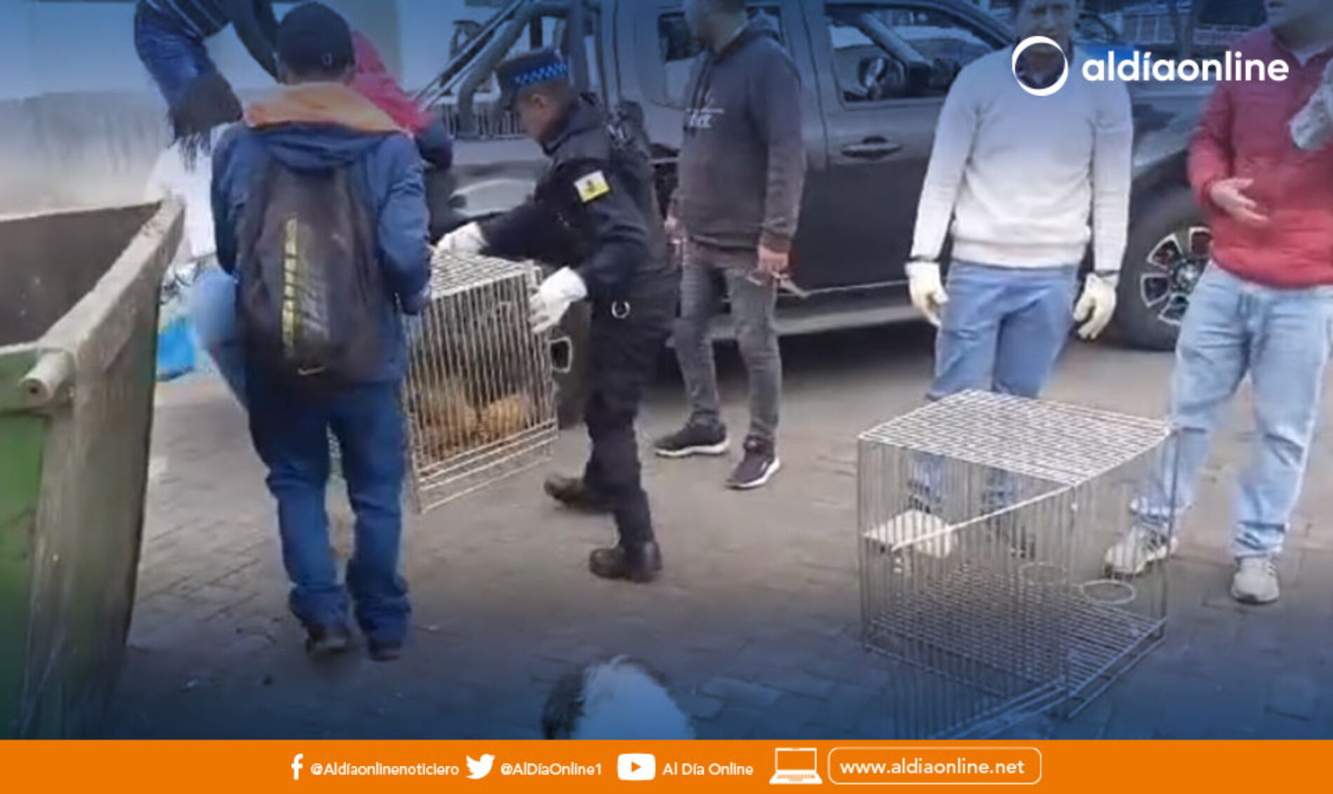 DIRECCIÓN DE GESTIÓN AMBIENTAL TRASLADÓ A PERROS CALLEJEROS A ALBERGUE EN SAN MARCOS.