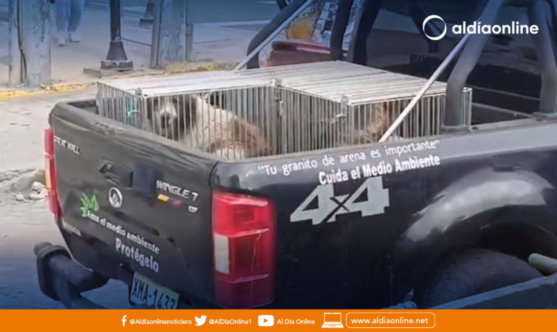 DIRECCIÓN DE GESTIÓN AMBIENTAL TRASLADÓ A PERROS CALLEJEROS A ALBERGUE EN SAN MARCOS.