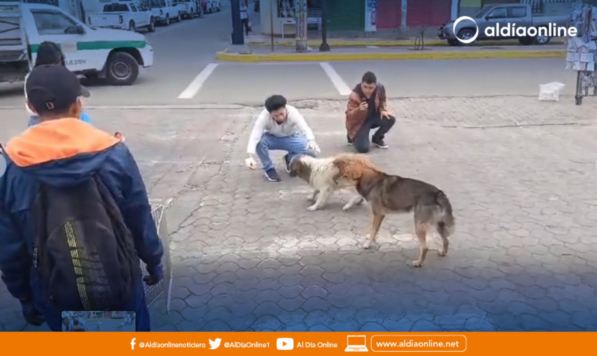 DIRECCIÓN DE GESTIÓN AMBIENTAL TRASLADÓ A PERROS CALLEJEROS A ALBERGUE EN SAN MARCOS.