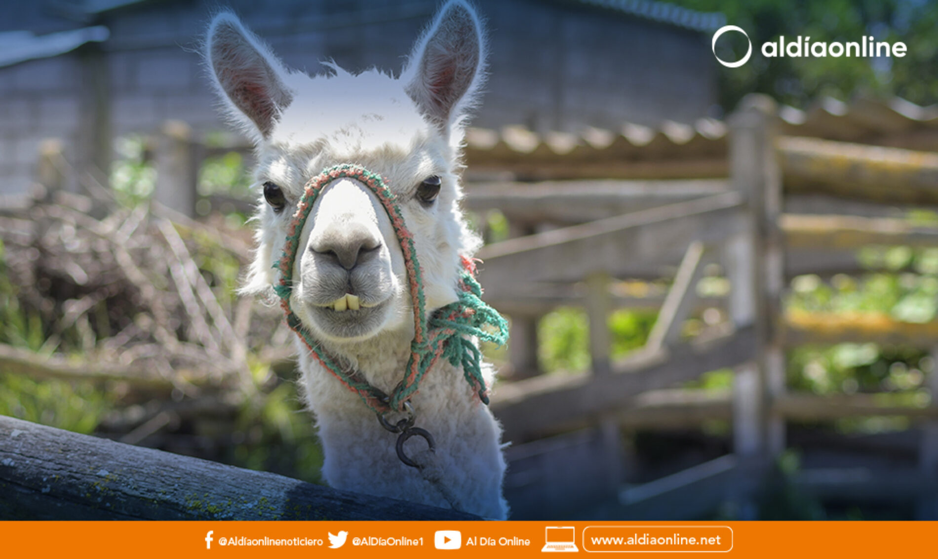 EL PATRONATO DE SALCEDO PROMUEVE EXPERIENCIAS SIGNIFICATIVAS Y NATURALES PARA LOS ABUELITOS DEL CIAG