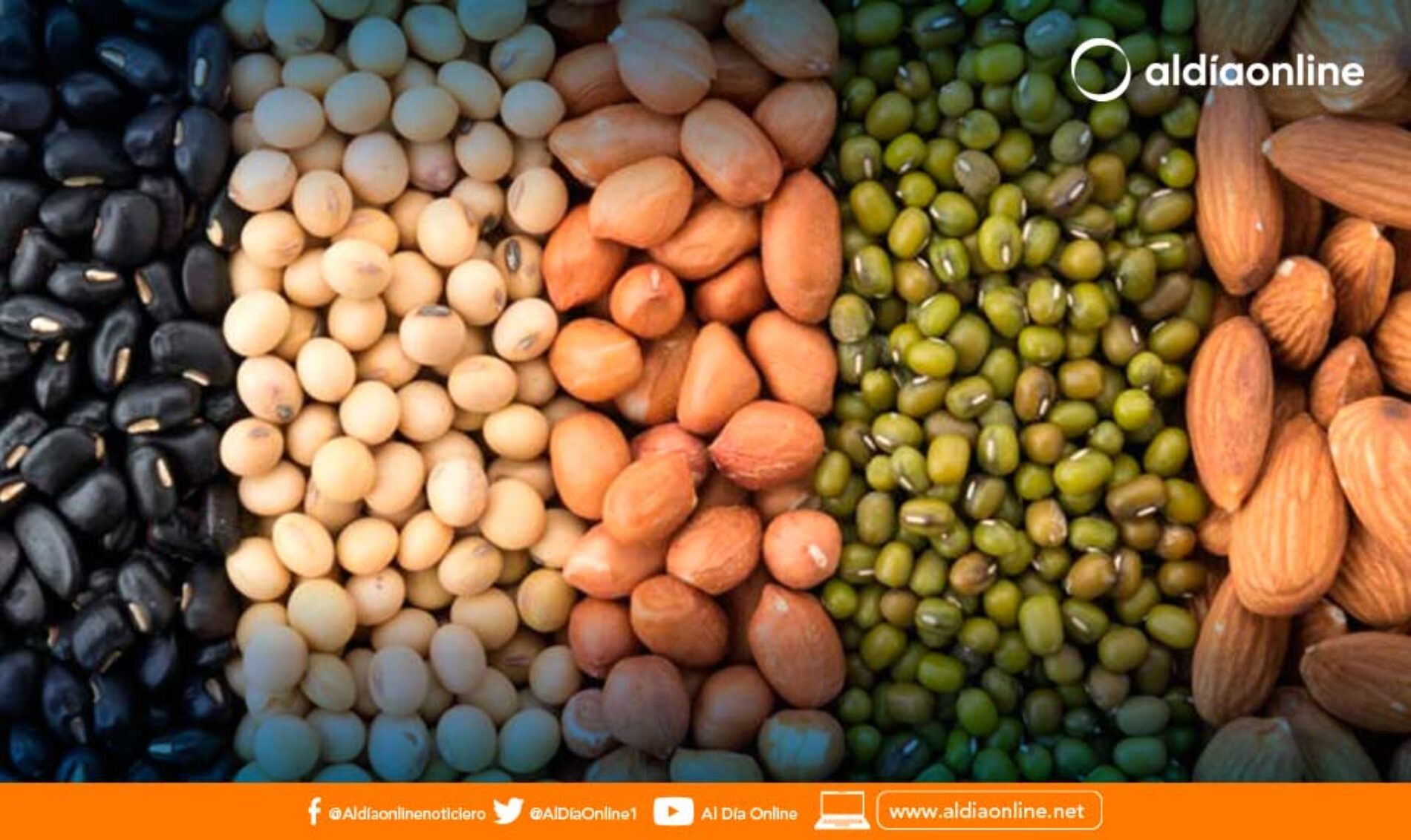 ALIMENTOS CON MAYOR CONTENIDO DE PROTEÍNA QUE PUEDES INCLUIR EN TU DIETA