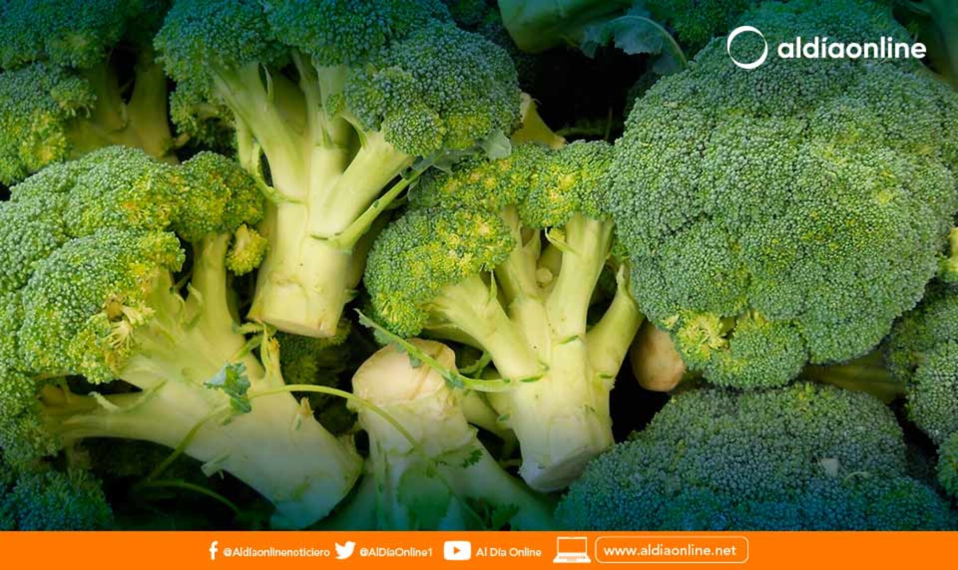 ¿ES SALUDABLE COMER BRÓCOLI CUANDO ESTÁ AMARILLO?