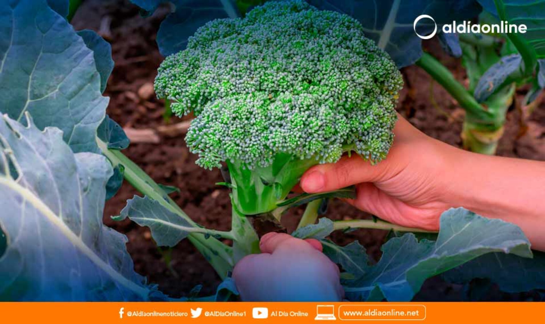 ¿ES SALUDABLE COMER BRÓCOLI CUANDO ESTÁ AMARILLO?