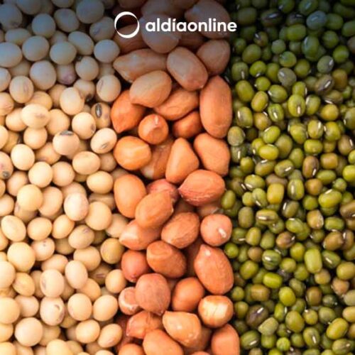ALIMENTOS CON MAYOR CONTENIDO DE PROTEÍNA QUE PUEDES INCLUIR EN TU DIETA
