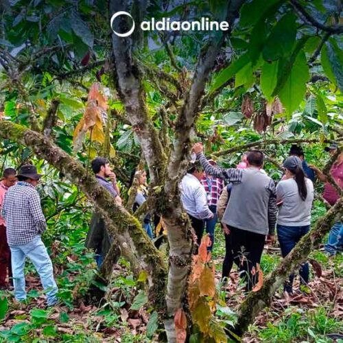 “PLANTA RECTIFICADORA DE ALCOHOL ARTESANAL EN PANGUA” CON UN 60% DE AVANCE DEL PROYECTO