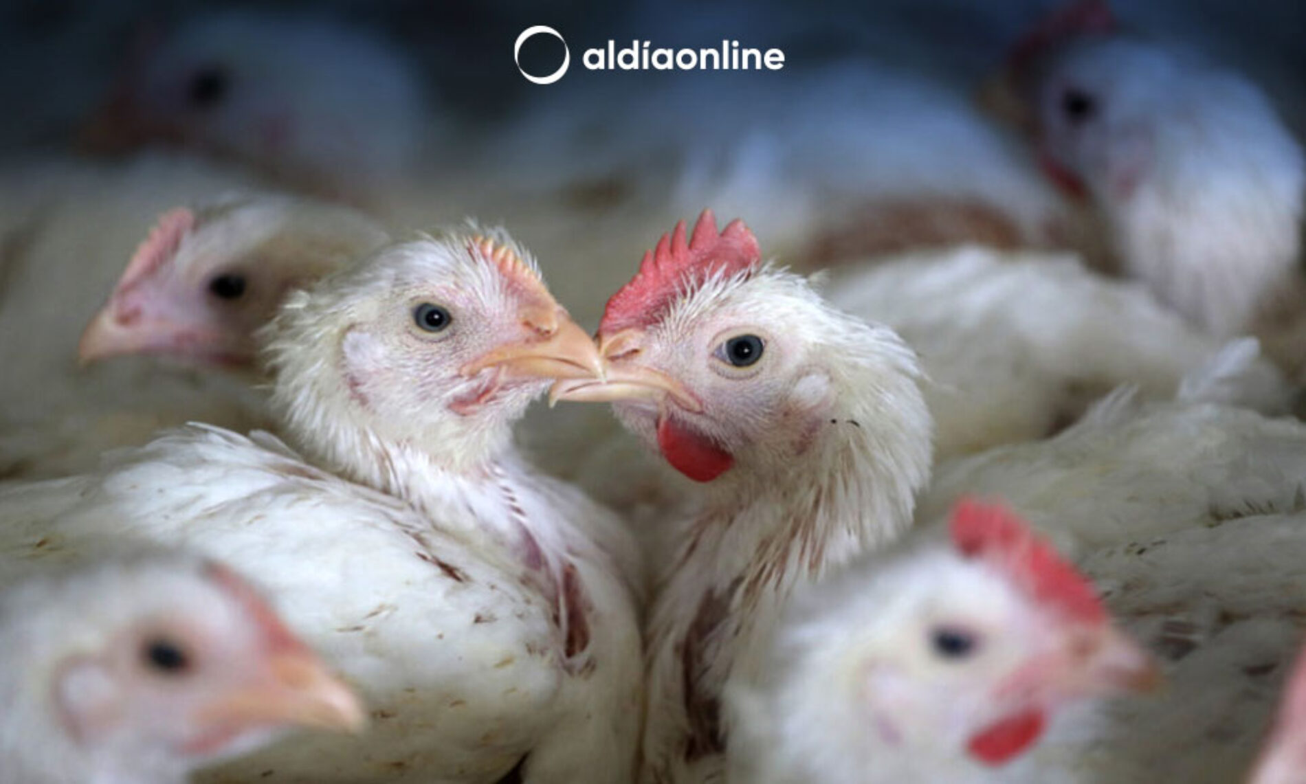 GRIPE AVIAR H5N2: LO QUE SE SABE DEL VIRUS QUE PROVOCÓ LA PRIMERA MUERTE EN HUMANOS