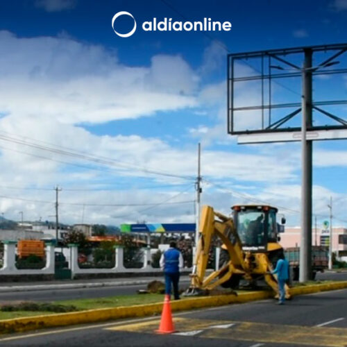23 PALMAS SERÁN SEMBRADAS EN LA AVENIDA VELASCO IBARRA DE SALCEDO