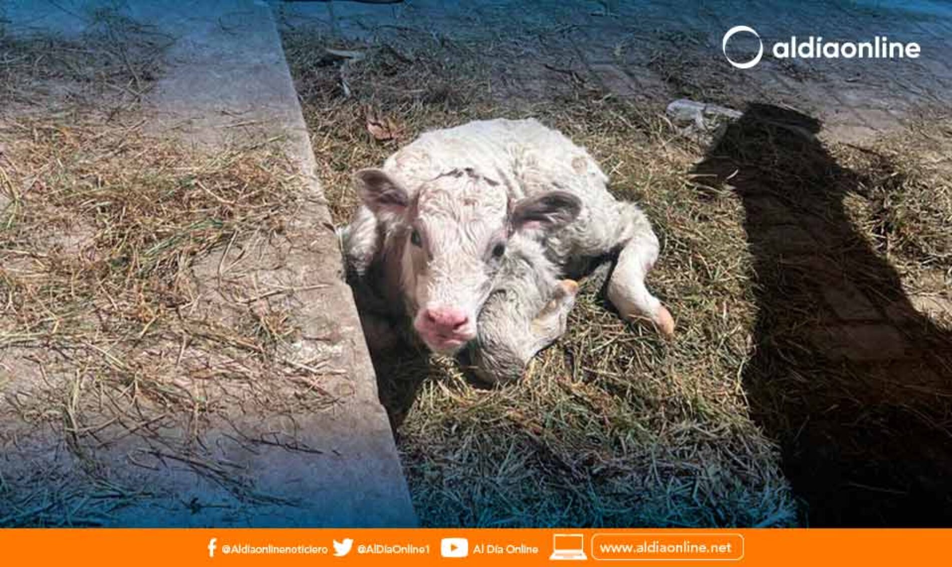 GANADO BOVINO Y VACUNO FUE RECUPERADO EN EL SECTOR NORTE DE LATACUNGA