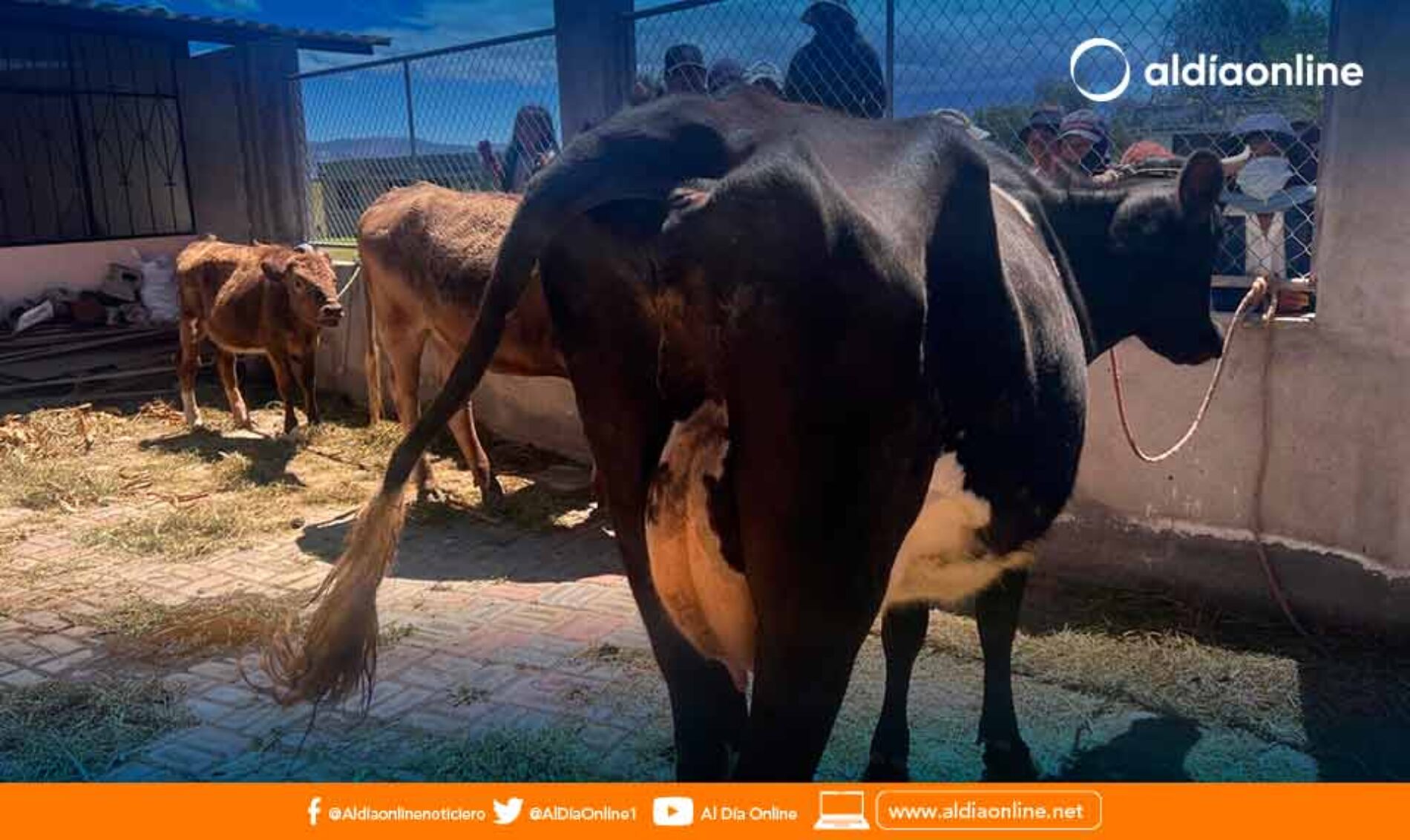 GANADO BOVINO Y VACUNO FUE RECUPERADO EN EL SECTOR NORTE DE LATACUNGA