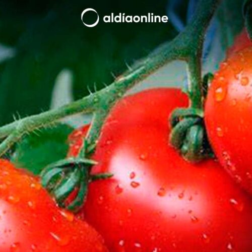 DESCUBRE POR QUÉ ES TAN IMPORTANCIA COMER A DIARIO TOMATE