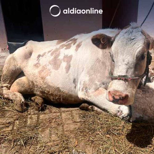 GANADO BOVINO Y VACUNO FUE RECUPERADO EN EL SECTOR NORTE DE LATACUNGA